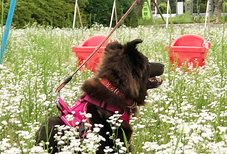 犬の飼い主の方へ